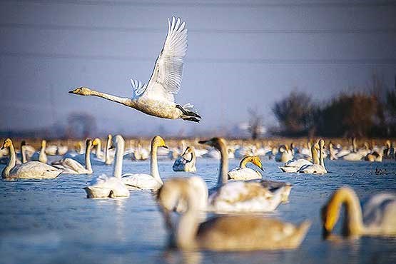 قوهای نمک شناس