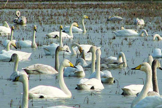قوهای نمک شناس
