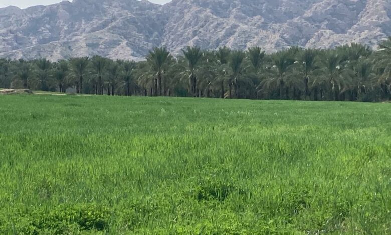 «تنگ جیز» دشت خشت کازرون جای خوشگذرانی موسم نوروز «تنگ جیز» دشت خشت کازرون جای خوشگذرانی موسم نوروز