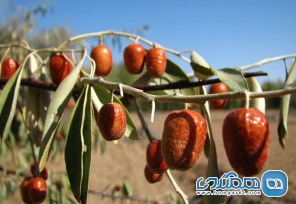 جشنواره چای لاهیجان