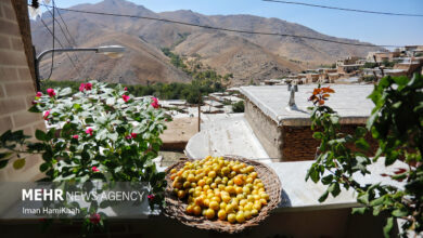 ماسوله غرب کشور میزبان هفتمین جشنواره آلو