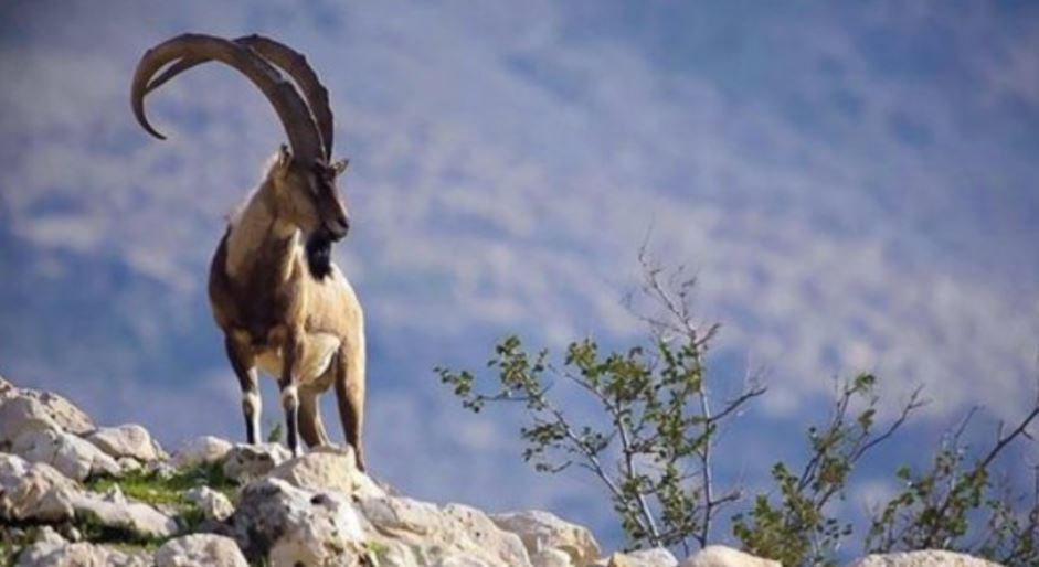 جاذبه‌های طبیعی کردستان/ زیباترین مقاصد طبیعی این استان