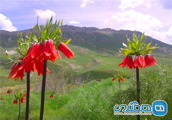 دشت راق