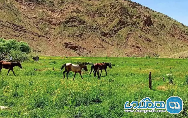 سفر یک روزه از تهران به روستای افجه: طبیعت بهاری دشت هویج