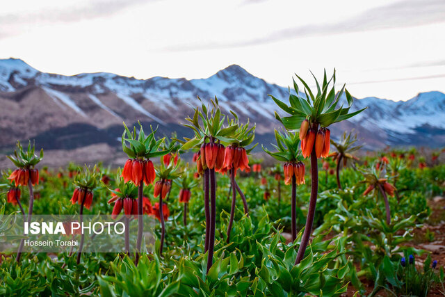 کوهرنگ؛ سرزمینی با طبیعت بکر 
