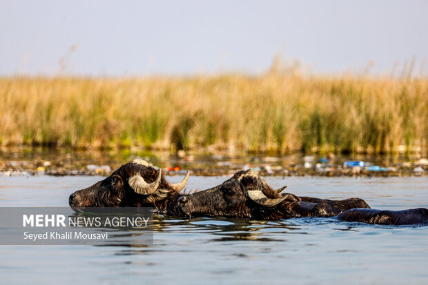 «تالاب شادگان» و آواز آب در آغوش نیزارهای ساحل بهار