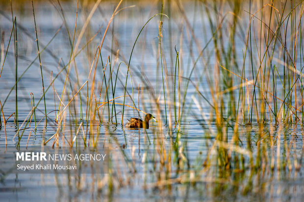 «تالاب شادگان» و آواز آب در آغوش نیزارهای ساحل بهار