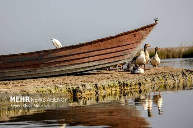 «تالاب شادگان» و آواز آب در آغوش نیزارهای ساحل بهار