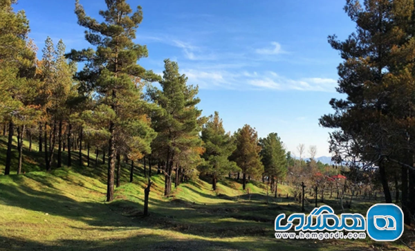 پارک جنگلی لویزان