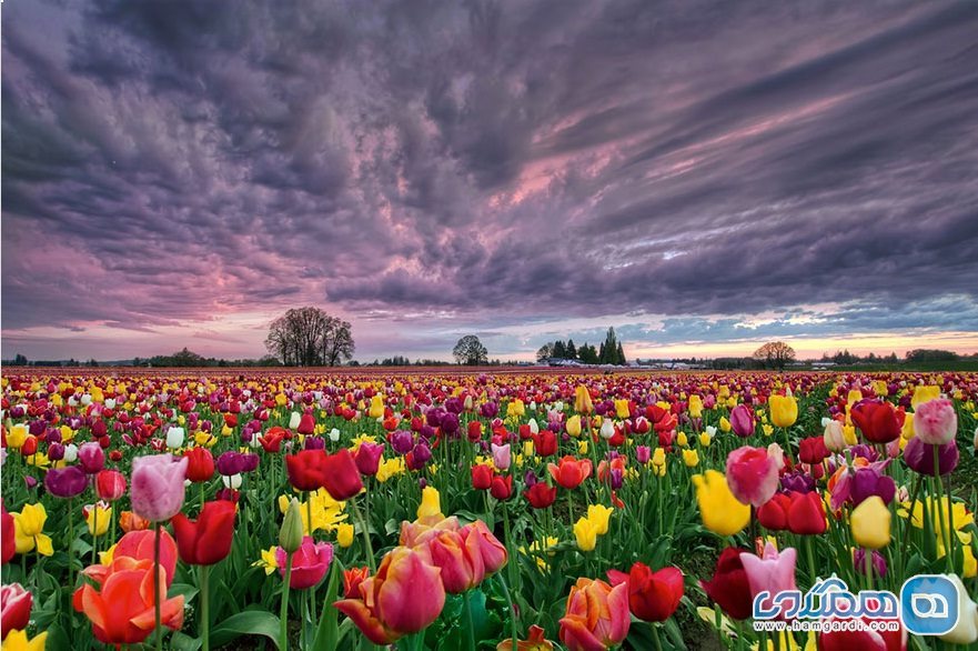 روزی زیبا در تقویم 5