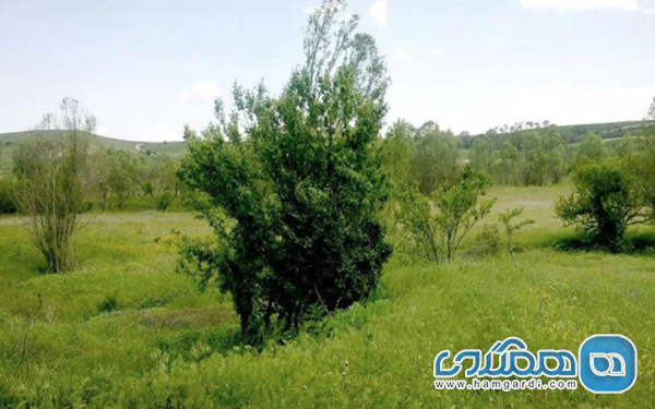 دره جنگلی ایردموسی