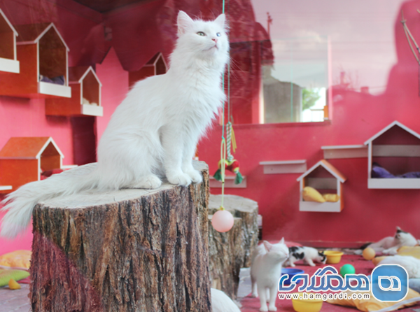 خانه گربه های وان