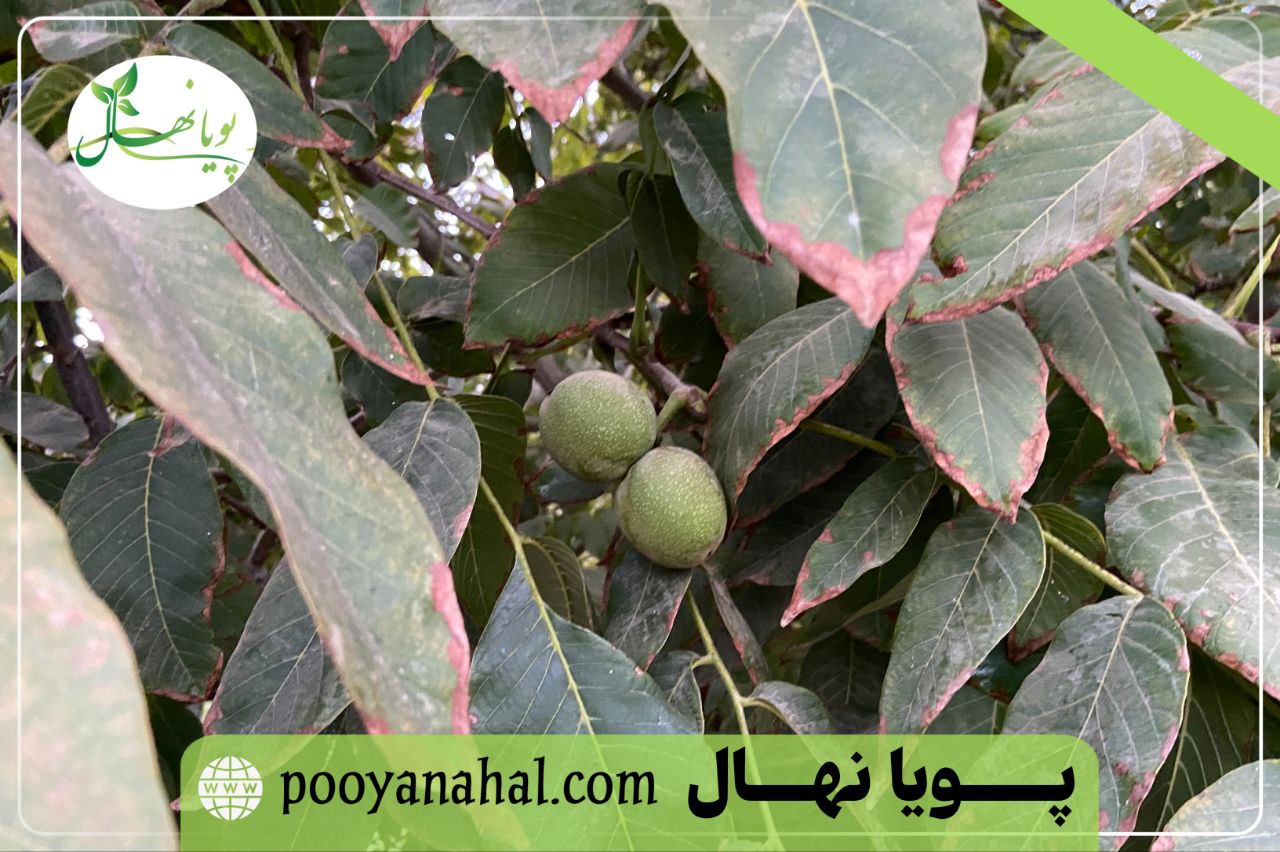 تصویر گردو ژنوتیپ پویا