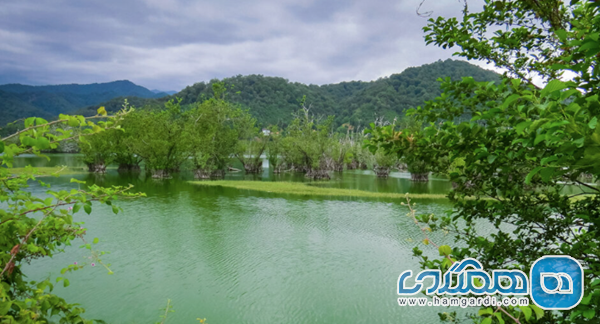 تالاب استیل، دریاچه درختان شناور