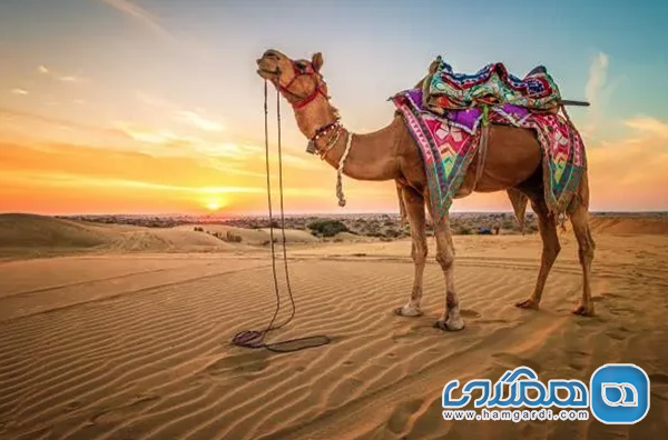 تور کویر یزد 1404: سفری به قلب شن های طلایی تفریحات و تجربه کویری (Activites and Attractions)