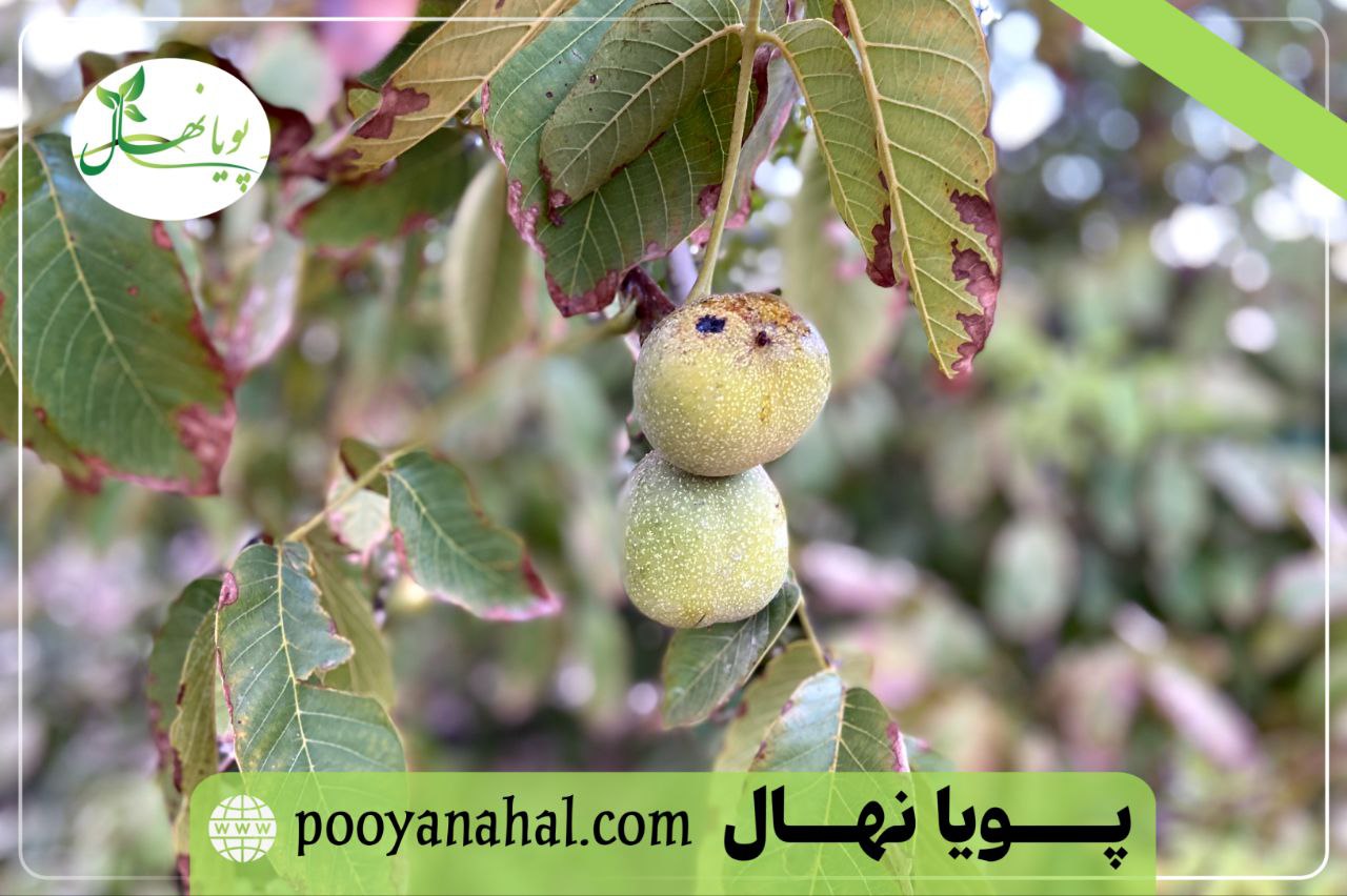 تصویر گردو فرنور