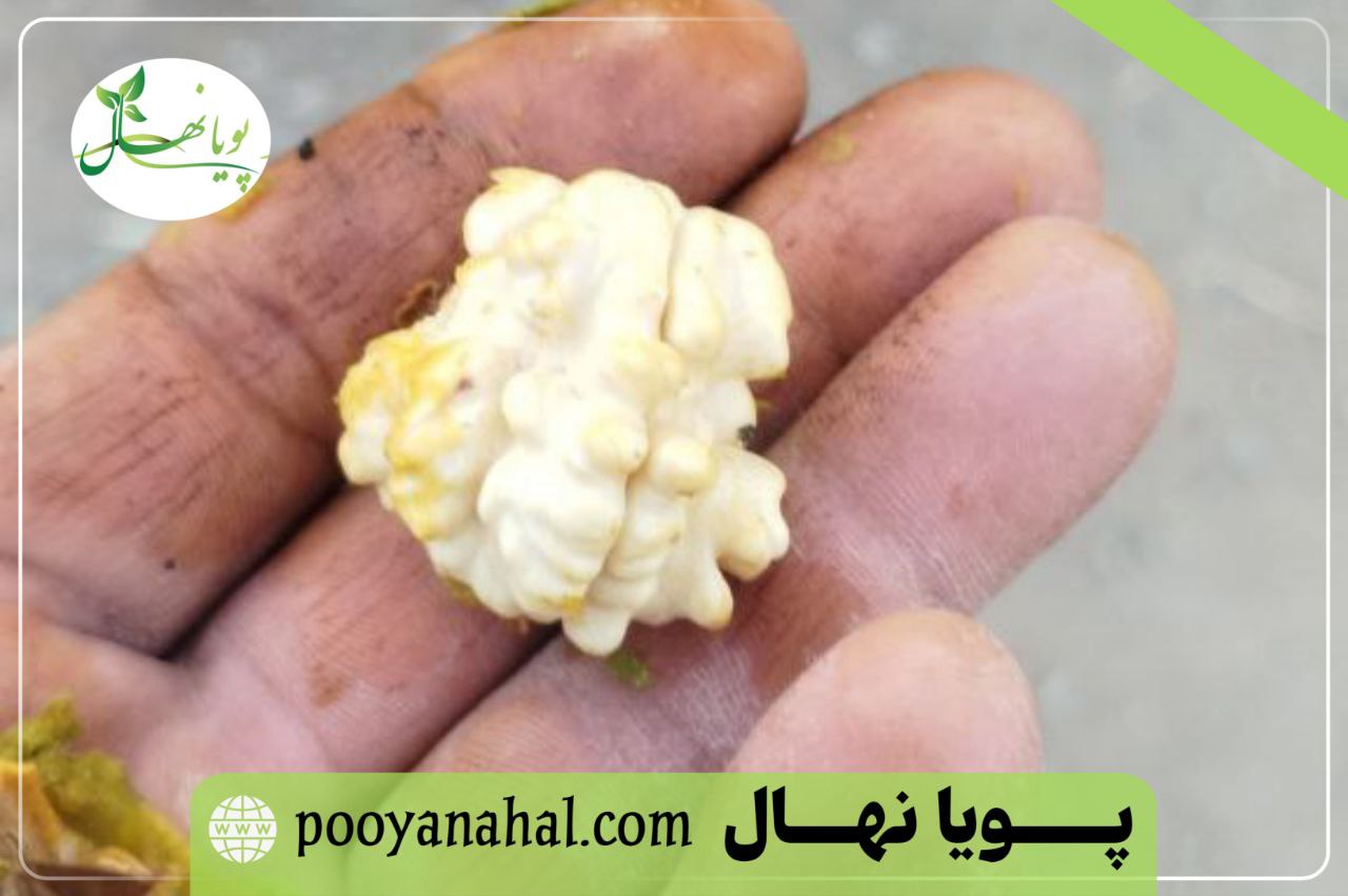مغز سفید گردو