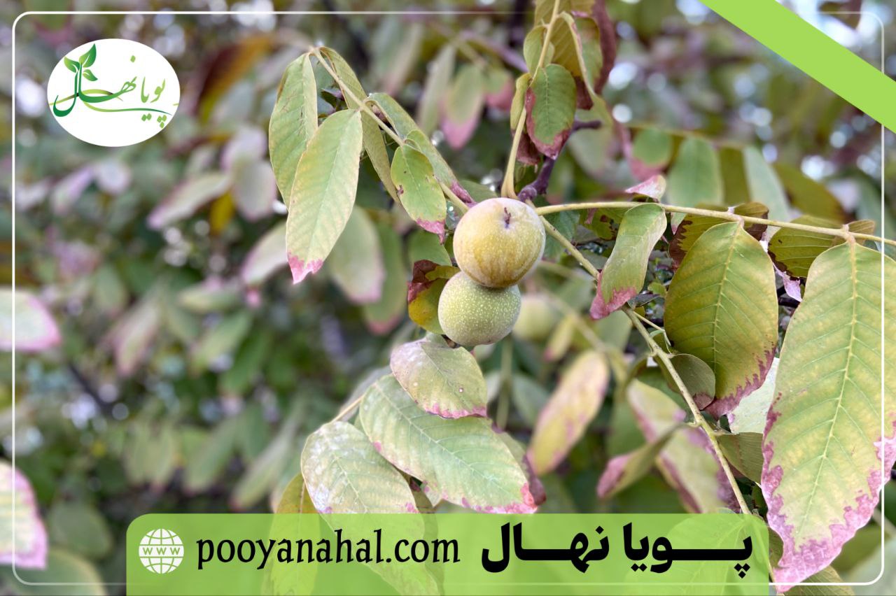 تصویر گردو چندلر