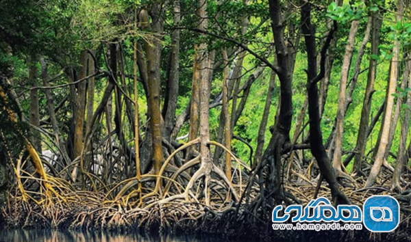 اکوسیستم های حیاتی ژئوپارک و میراث طبیعی