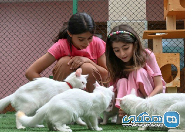 خانه گربه های وان