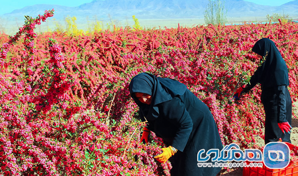 زمان دقیق برداشت زرشک (یاقوت کویر)