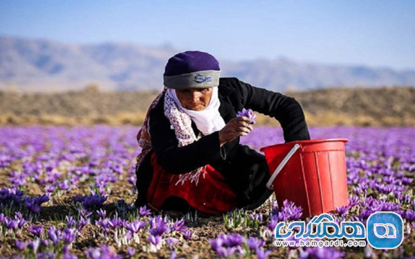 تقویم برداشت: زمان بندی دقیق طلای سرخ و یاقوت کویر