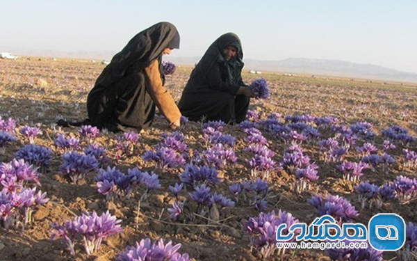 زمان دقیق برداشت زعفران (طلای سرخ)