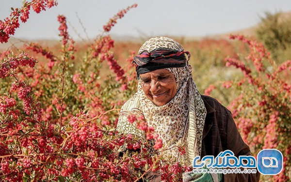 بازدید از کانون های طلایی زرشک: افین، زهان و قائنات