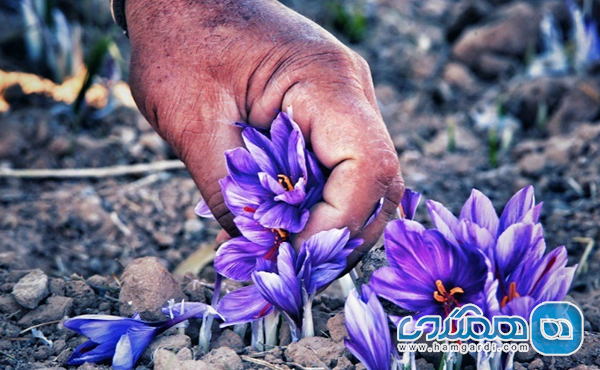 تجربه های طلایی: مشارکت در آیین های کهن برداشت زعفران