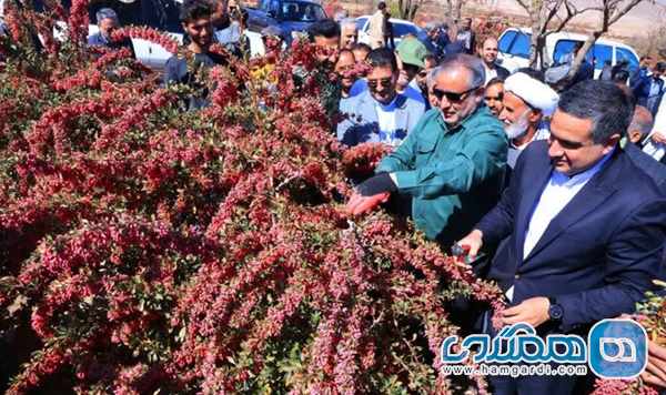 آیین شکرگزاری زرشک و توسعه اقتصادی