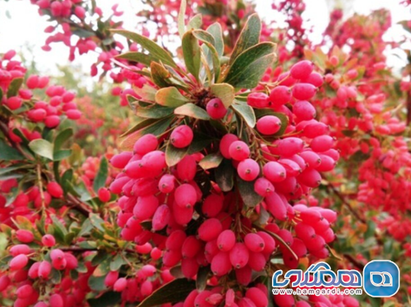 یاقوت های سرخ: جهان زرشک خراسان جنوبی و گردشگری کشاورزی