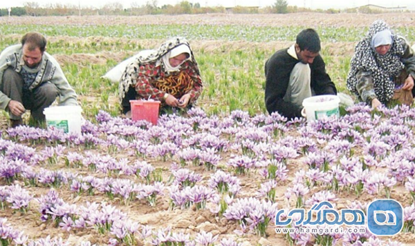 حضور در مزارع و چیدن گل های بنفش: یک مراسم صبحگاهی