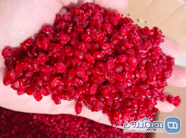 مشاهده روش های برداشت و فرآوری زرشک: پفکی در مقابل اناری