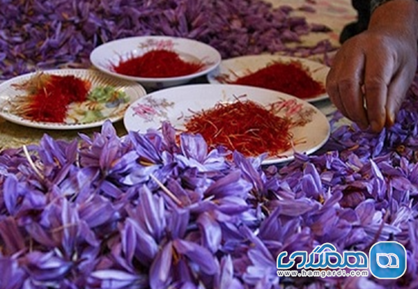 پاک کردن زعفران (تفکیک کلاله) و انواع فرآوری