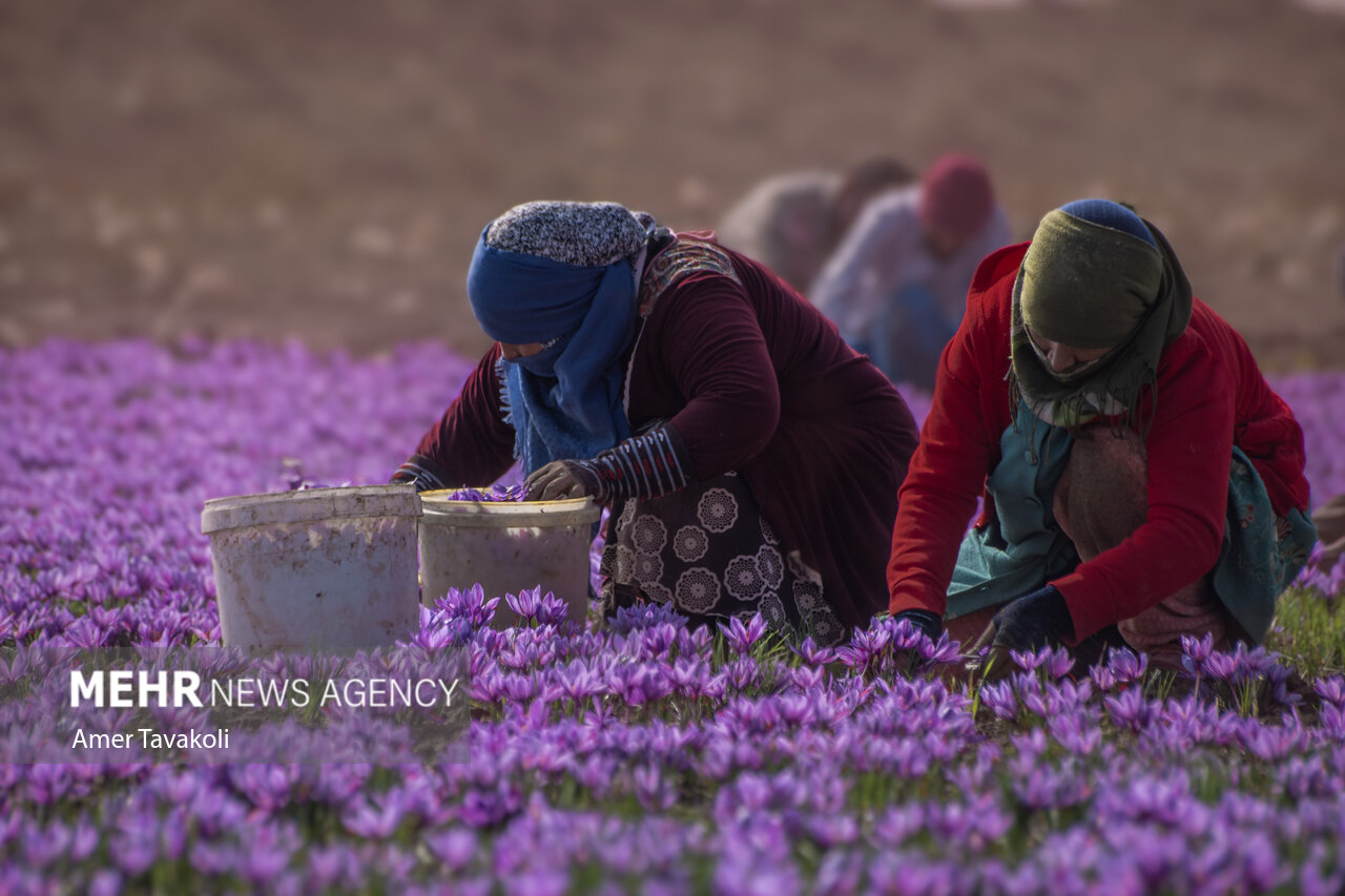 پاییز فصل شکوفایی شرق ایران؛ روایت رنگ، فرهنگ و رونق در خراسان جنوبی