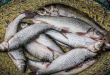 خبر داغ بازار ماهی / قیمت قزل‌آلا به ۳۵۰ هزار تومان رسید