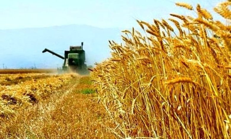 نرخ خرید تضمینی گندم به کشاورزان اعلام شود نرخ خرید تضمینی گندم به کشاورزان اعلام شود