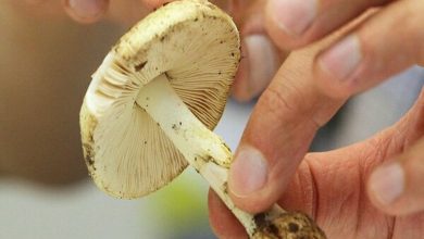 هشدار درباره خطر این نوع مسمومیت در فصل بهار