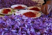 قیمت جدید زعفران اعلام شد/ زعفران کیلویی چند؟