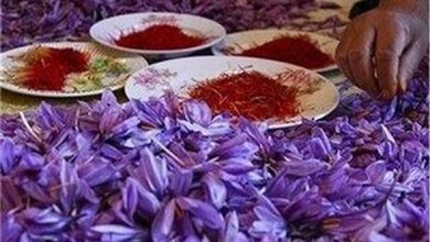 قیمت جدید زعفران اعلام شد/ زعفران کیلویی چند؟