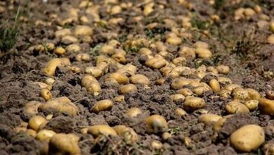 صادرات این محصول آزاد شد