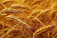 نرخ ارز واردات گندم در سال ۱۴۰۵ مشخص شد