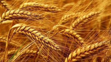 نرخ ارز واردات گندم در سال ۱۴۰۵ مشخص شد