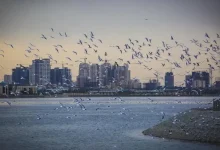 ماجرای مشاهده حشرات ریز دریاچه چیتگر چیست؟