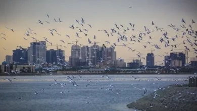 ماجرای مشاهده حشرات ریز دریاچه چیتگر چیست؟