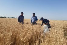 گندمکاران بخوانند / ماجرای جایزه ۲۰ هزار تومانی برای هر کیلو گندم چیست؟