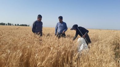 گندمکاران بخوانند / ماجرای جایزه ۲۰ هزار تومانی برای هر کیلو گندم چیست؟