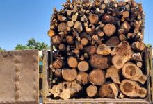 جزئیات شناسایی و انهدام باند قاچاق چوب با دوربین تله‌ای در استان مازندران
