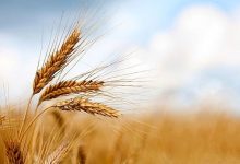 پرداخت ۵۰ درصد وجه گندم خریداری‌شده به گندمکاران/ جهاد کشاورزی خبر داد