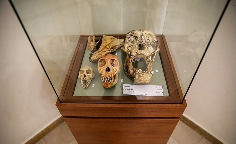 موزه